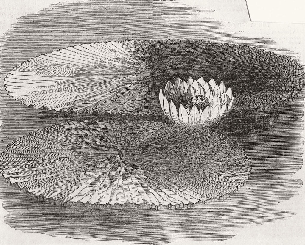 FLOWERS. Victoria Regia, King's Rd Nursery, Chelsea 1851 old antique print